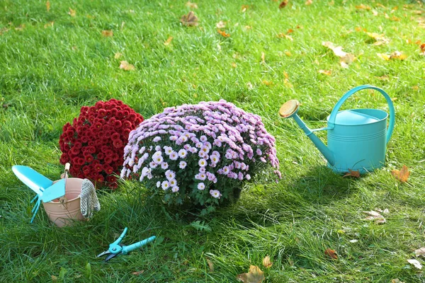 Hermosas Flores Crisantemo Colorido Herramientas Jardín Sobre Hierba Verde —  Fotos de Stock