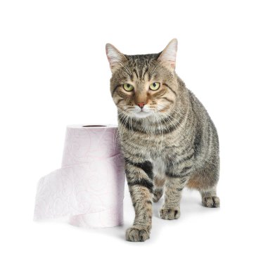 Şirin kedi ile tuvalet kağıdı beyaz arka plan üzerinde rulo.