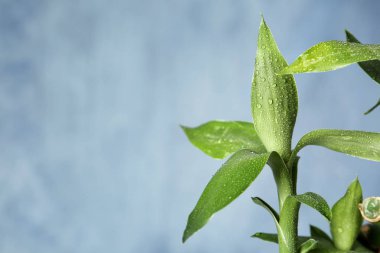 Yeşil bambu bitki renk arka plan, closeup üzerinde. Metin için yer