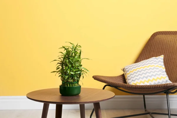 Maceta Con Bambú Verde Mesa Contra Pared Color Habitación Espacio — Foto de Stock