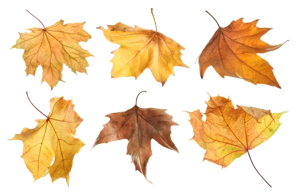 Set Autumn Dried Leaves White Background — Stock Photo, Image