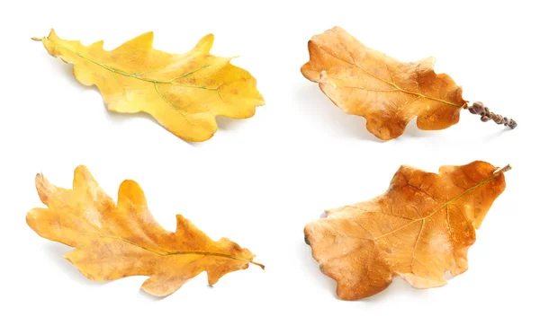 Set Autumn Leaves White Background Fall Foliage — Stock Photo, Image