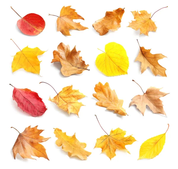 与白色背景上的秋叶一起设置 秋天的叶子 — 图库照片