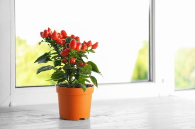 Ahşap pencere üzerinde saksı chili biber bitki. Metin için yer