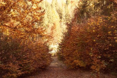 Güneşli sonbahar orman ile pitoresk manzara