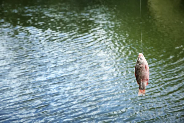 Catching fish on hook in river. Fishing day