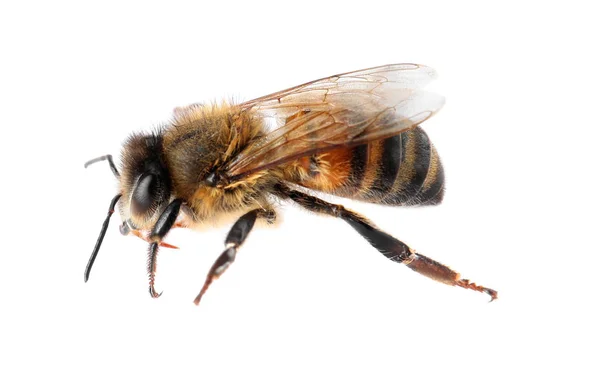 Vackra Honungsbinas Vit Bakgrund Domesticerade Insekt — Stockfoto