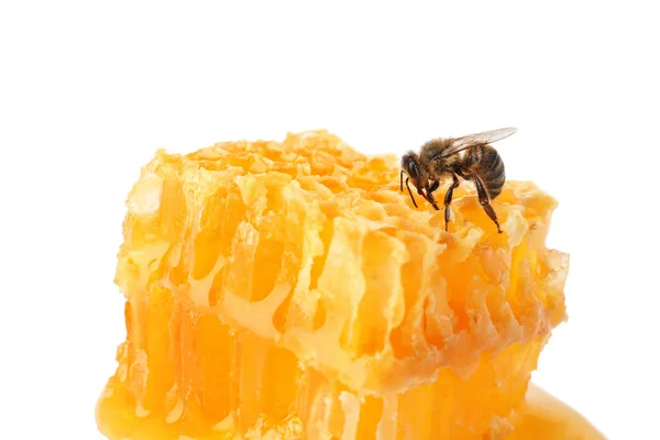 Wabe Und Biene Auf Weißem Hintergrund Domestiziertes Insekt — Stockfoto