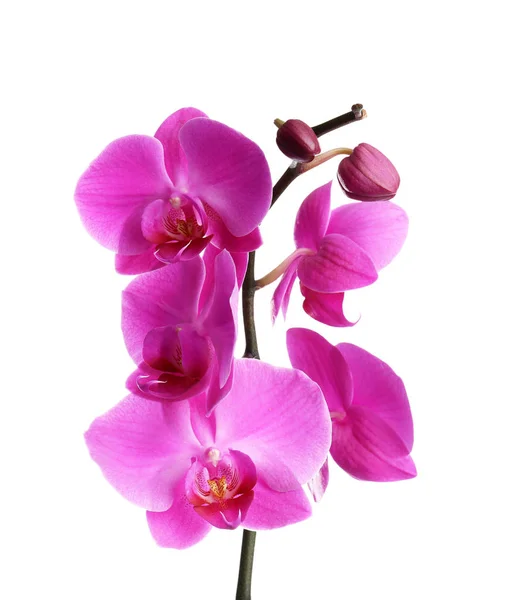 Ramo Com Belas Flores Orquídeas Tropicais Fundo Branco — Fotografia de Stock