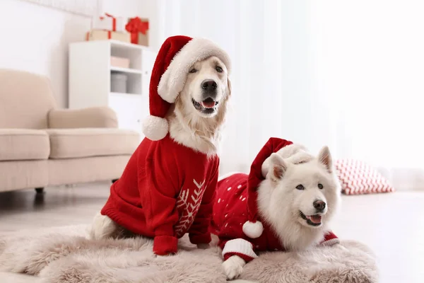 Niedliche Hunde Warmen Pullovern Und Weihnachtsmützen Auf Dem Fußboden Hause — Stockfoto