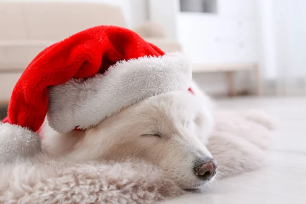 집에서 바닥에 크리스마스 모자와 귀여운 강아지 — 스톡 사진