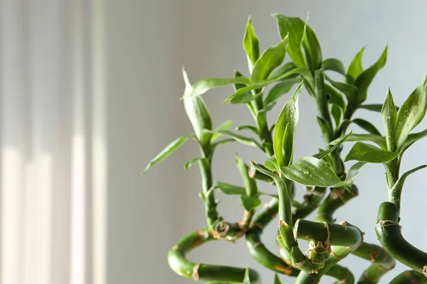 Groene Bamboe Plant Onscherpe Achtergrond Close Ruimte Voor Tekst — Stockfoto