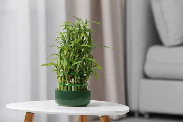 Pot Dengan Bambu Hijau Atas Meja Ruang Tamu Ruang Untuk — Stok Foto