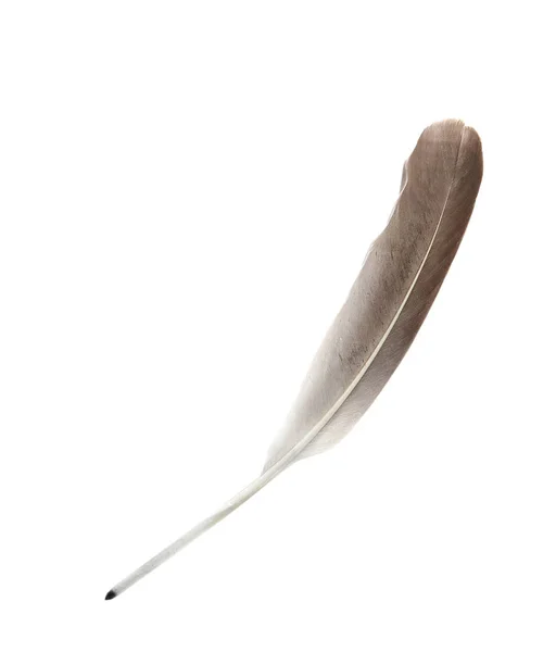 Pluma Pluma Sobre Fondo Blanco Vista Superior — Foto de Stock