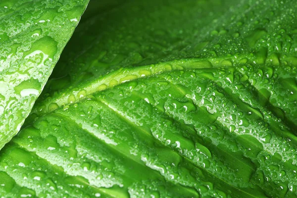 Vista Gotas Água Folhas Verdes Close — Fotografia de Stock