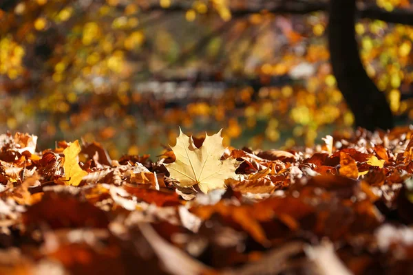 가을에 낙엽으로 뒤덮인 — 스톡 사진