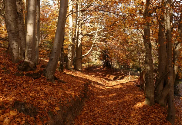 Malerische Landschaft Mit Herbstwald Sonnigen Tagen — Stockfoto