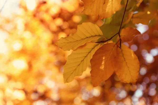 Galho Árvore Com Folhas Brilhantes Dia Ensolarado Outono — Fotografia de Stock