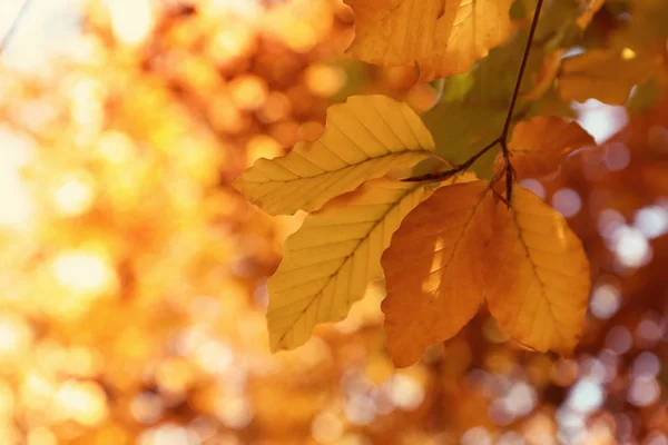 Tree Twig Bright Leaves Sunny Autumn Day — Stock Photo, Image