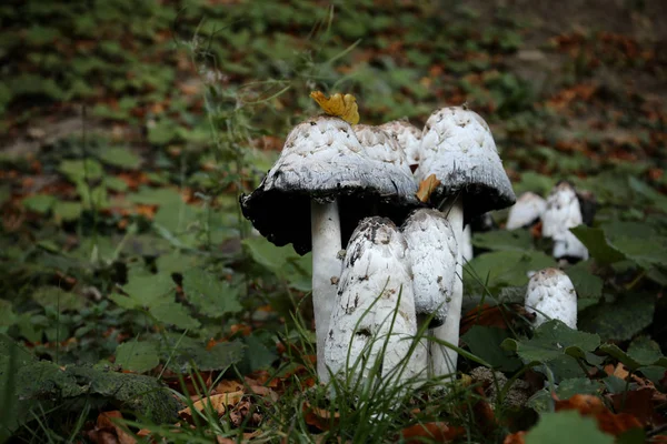 Mantar ve ormandaki yeşil bitki örtüsü. Metin için yer