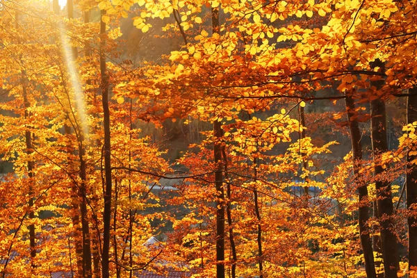 秋の晴れた日の美しい森の美しい景色 — ストック写真