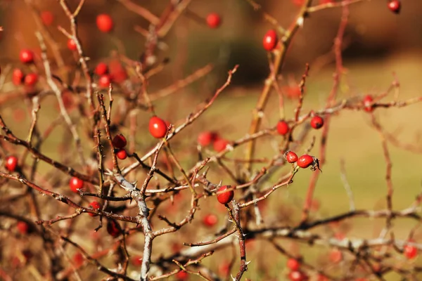 Dry Twigs Wild Berries Blurred Background — Stock Photo, Image