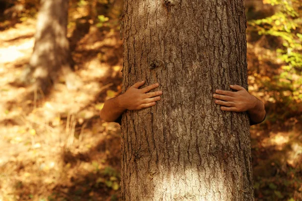 Hombre Abrazando Árbol Bosque Día Soleado — Foto de Stock