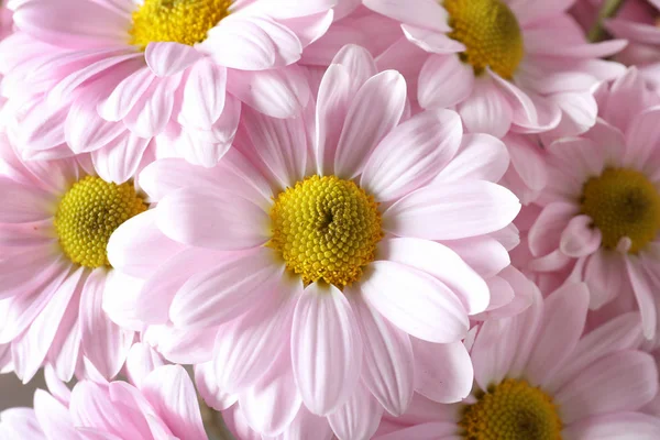 Ramo Hermosas Flores Manzanilla Como Fondo Primer Plano — Foto de Stock
