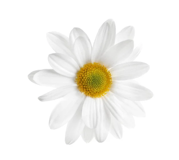 Bela Delicada Flor Camomila Fundo Branco — Fotografia de Stock