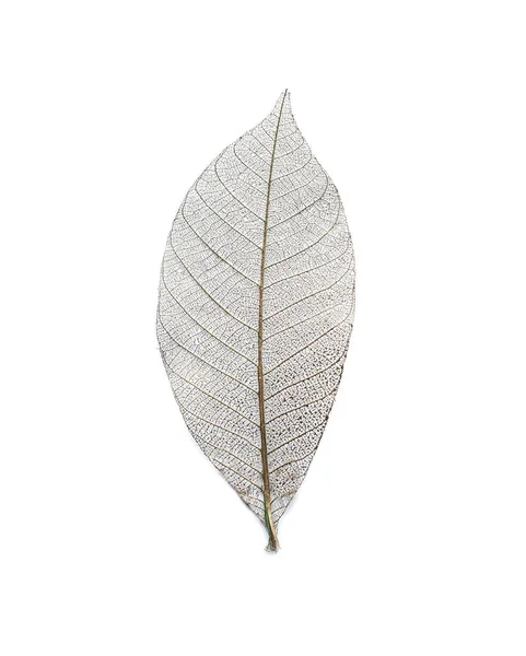 Beautiful Decorative Skeleton Leaf White Background — Stock Photo, Image