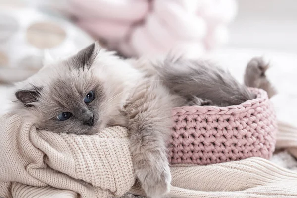 Χαριτωμένο Γάτα Πλεκτό Κουβέρτα Στο Καλάθι Στο Σπίτι Ζεστό Και — Φωτογραφία Αρχείου