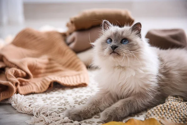 かわいい猫が家の床の上に横たわる 温かく居心地の良い冬 — ストック写真
