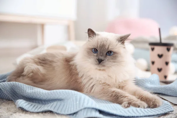 Χαριτωμένο Γάτα Ξαπλωμένη Πλεκτό Πουλόβερ Στο Σπίτι Ζεστό Και Άνετο — Φωτογραφία Αρχείου
