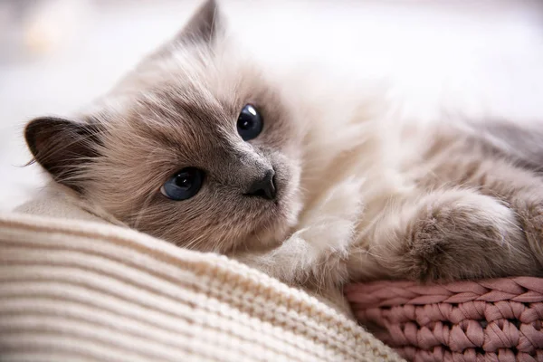 Portrait Cute Cat Closeup Warm Cozy Winter — Stock Photo, Image