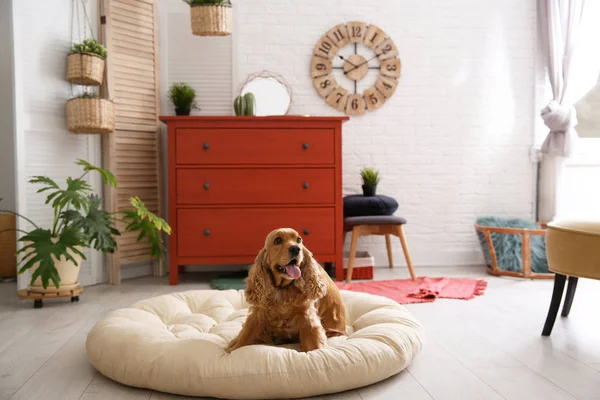 Schattige Hond Huisdier Bed Stijlvolle Kamer Interieur — Stockfoto