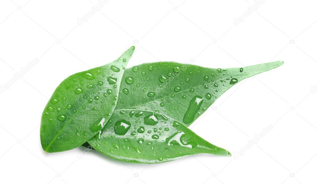 Green leaves with water drops isolated on white