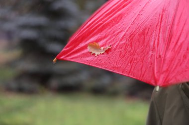 Sonbahar yaprak açık havada, closeup görünümü ile ıslak şemsiye tutan kişi