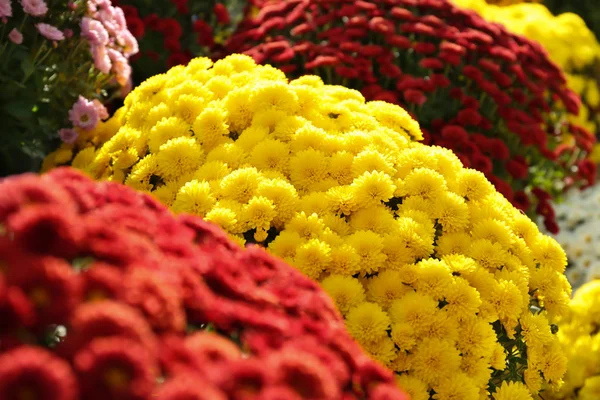 观赏美丽多彩的菊花 — 图库照片