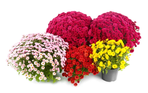 Vacker Krysantemum Blommor Krukor Vit Bakgrund — Stockfoto