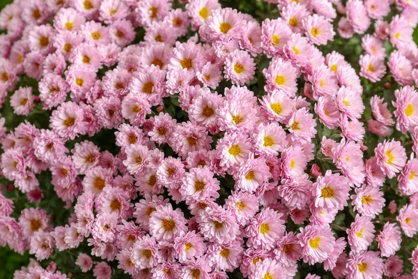 Bellissimo Bouquet Fiori Crisantemo Aromatici Primo Piano — Foto Stock
