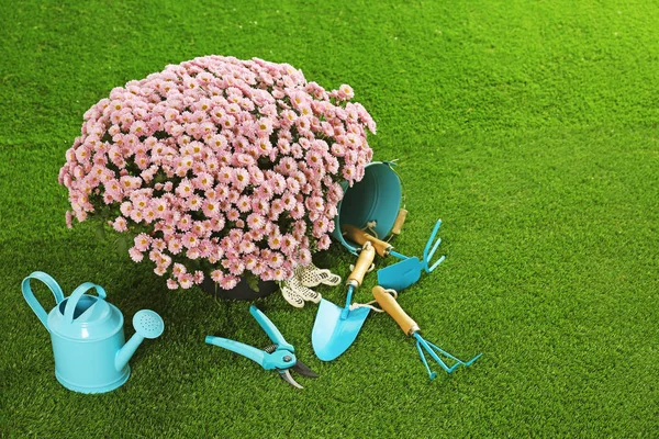 Lindas Flores Crisântemo Com Ferramentas Jardinagem Gramado Artificial Espaço Para — Fotografia de Stock
