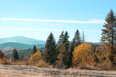 Güzel orman ve dağ pitoresk manzara