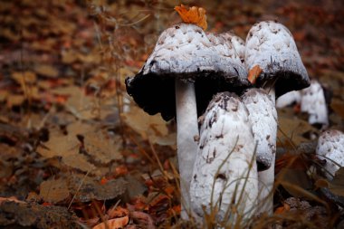 Mantar ve ormandaki Sonbahar bitki örtüsü. Metin için yer