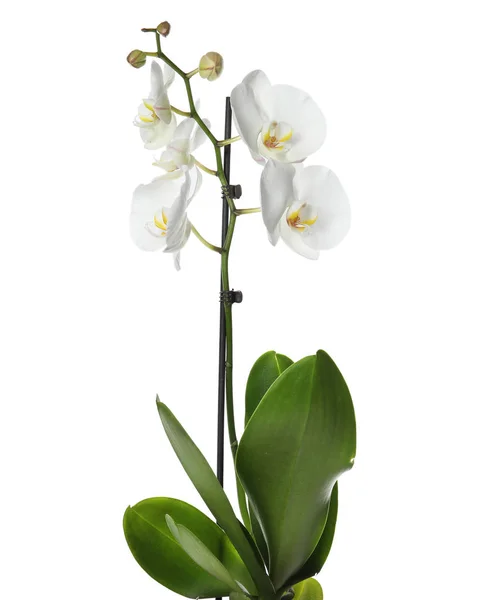 Bela Flor Orquídea Tropical Fundo Branco — Fotografia de Stock