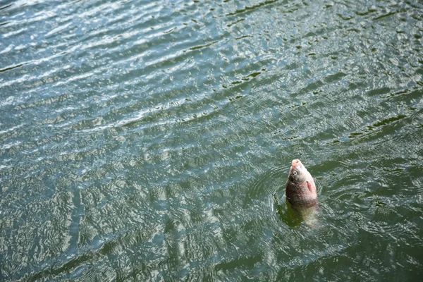 Vissen Vangen Aan Haak Rivier Visserijdag — Stockfoto