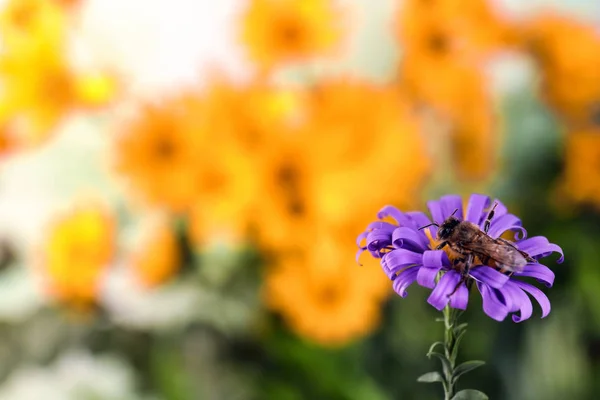 흐리게에 꿀벌과 꽃입니다 텍스트를 — 스톡 사진
