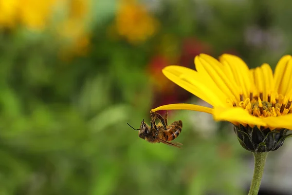 흐리게에 꿀벌과 꽃입니다 텍스트를 — 스톡 사진