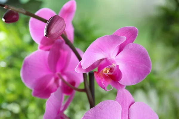 Mooie Tropische Orchidee Bloemen Onscherpe Achtergrond Close — Stockfoto