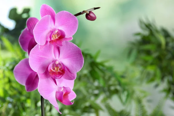Красиві Тропічні Квіти Орхідей Розмитому Тлі Простір Тексту — стокове фото