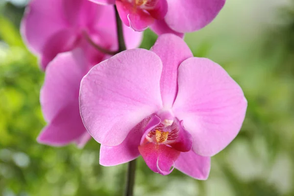 Красиві Тропічні Квіти Орхідей Розмитому Фоні Крупним Планом — стокове фото